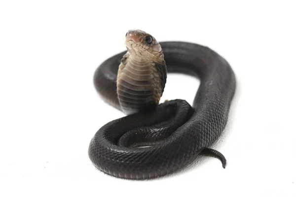 Baby Javan Spuwende Cobra Naja Sputatrix Ook Wel Zuid Indonesische — Stockfoto