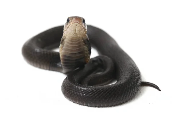 Bebê Javan Cuspir Cobra Naja Sputatrix Também Chamado Cobra Indonésia — Fotografia de Stock