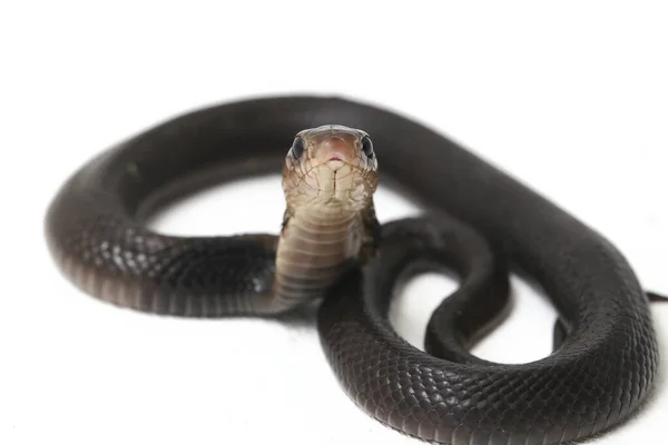 Bebê Javan Cuspir Cobra Naja Sputatrix Também Chamado Cobra Indonésia — Fotografia de Stock