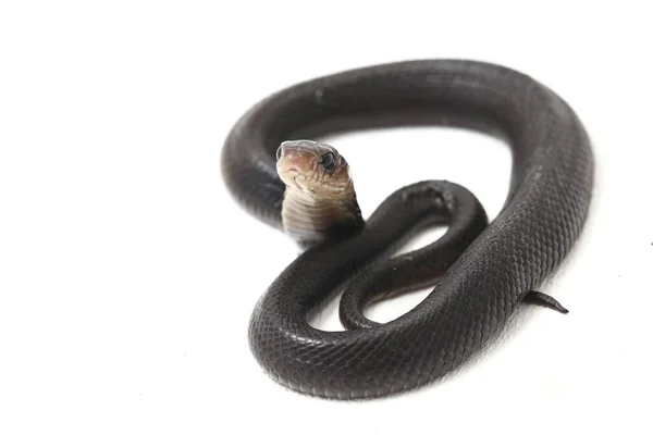 爪哇宝宝吐出的眼镜蛇 Naja Sputatrix 也被称为印度尼西亚南部眼镜蛇 或印度尼西亚眼镜蛇 在白色背景下隔离 — 图库照片