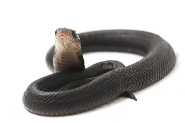 Bebê Javan Cuspir Cobra Naja Sputatrix Também Chamado Cobra Indonésia — Fotografia de Stock