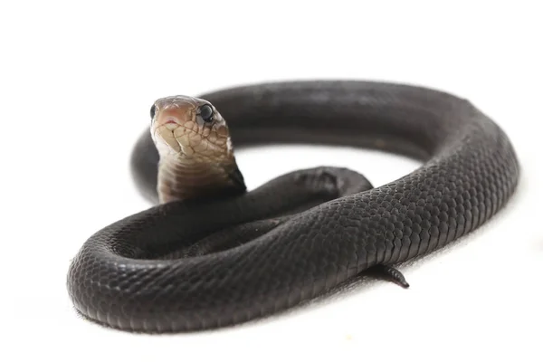 Baby Javan Spuwende Cobra Naja Sputatrix Ook Wel Zuid Indonesische — Stockfoto