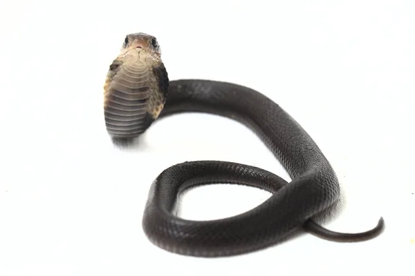 Cobra Craché Baby Javan Naja Spputatrix Est Aussi Appelé Cobra — Photo