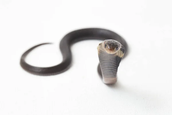 Baby Javan Spuwende Cobra Naja Sputatrix Ook Wel Zuid Indonesische — Stockfoto