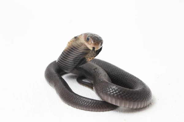 Baby Javan Spuwende Cobra Naja Sputatrix Ook Wel Zuid Indonesische — Stockfoto