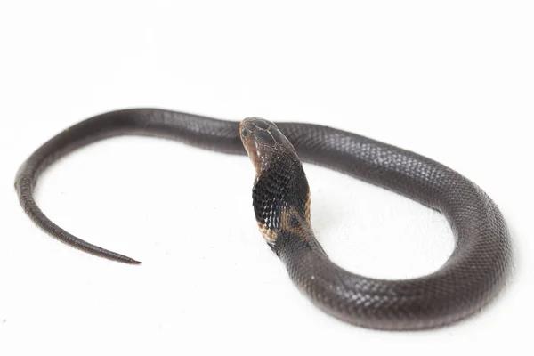Baby Javan Spitting Cobra Naja Sputatrix Also Called Southern Indonesian — Stock Photo, Image