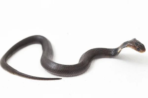 Bebê Javan Cuspir Cobra Naja Sputatrix Também Chamado Cobra Indonésia — Fotografia de Stock
