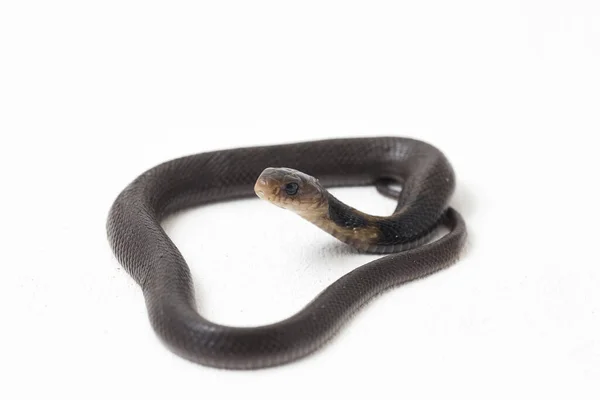 Baby Javan Spitting Cobra Naja Sputatrix Also Called Southern Indonesian — Stock Photo, Image