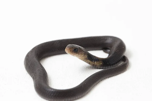 Baby Javan Spitting Cobra Naja Sputatrix Also Called Southern Indonesian — Stock Photo, Image