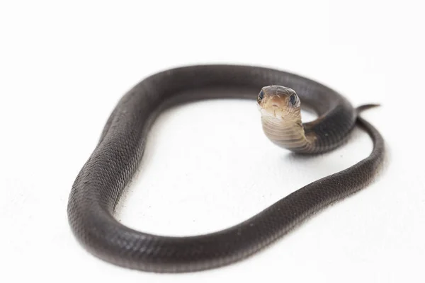 Cobra Craché Baby Javan Naja Spputatrix Est Aussi Appelé Cobra — Photo