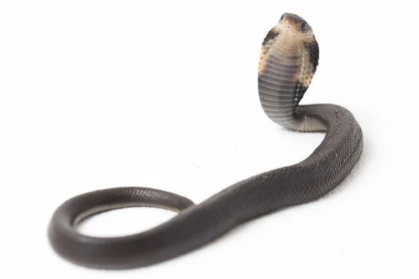 Baby Javan Sputa Cobra Naja Sputatrix Chiamato Anche Cobra Meridionale — Foto Stock