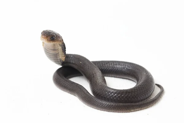 Baby Javan Sputa Cobra Naja Sputatrix Chiamato Anche Cobra Meridionale — Foto Stock