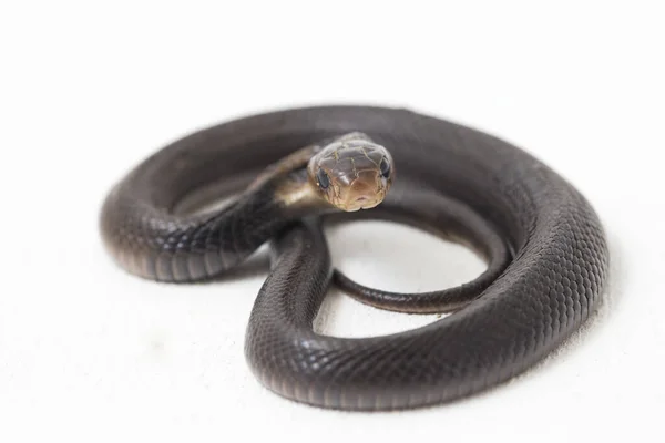 Baby Javan Spitting Cobra Naja Sputatrix Also Called Southern Indonesian — Stock Photo, Image