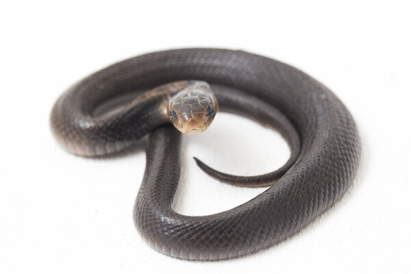 Детская яванская кобра (Naja sputatatrix) также называлась южной индонезийской коброй, или индонезийской коброй. изолированные на белом фоне
