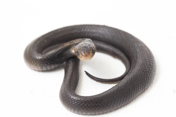 Baby Javan Spuwende Cobra Naja Sputatrix Ook Wel Zuid Indonesische — Stockfoto