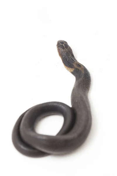 Baby Javan Spytte Cobra Naja Sputatrix Også Kaldet Den Sydlige - Stock-foto