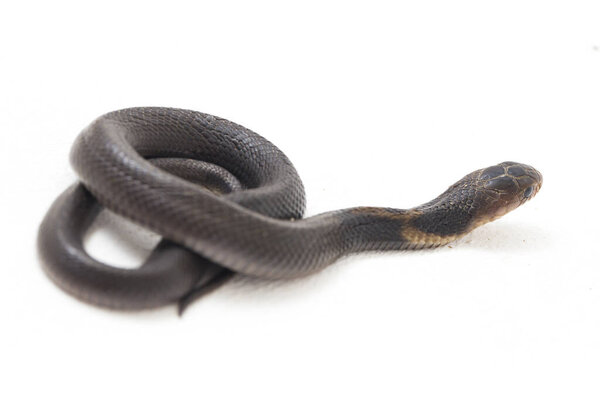 Детская яванская кобра (Naja sputatatrix) также называлась южной индонезийской коброй, или индонезийской коброй. изолированные на белом фоне
