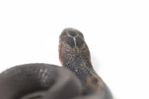 爪哇宝宝吐出的眼镜蛇 Naja Sputatrix 也被称为印度尼西亚南部眼镜蛇 或印度尼西亚眼镜蛇 在白色背景下隔离 — 图库照片