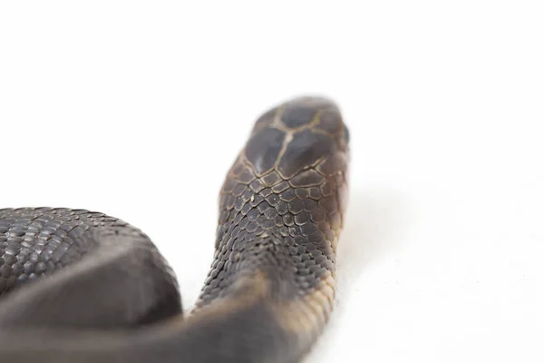 Bebê Javan Cuspir Cobra Naja Sputatrix Também Chamado Cobra Indonésia — Fotografia de Stock