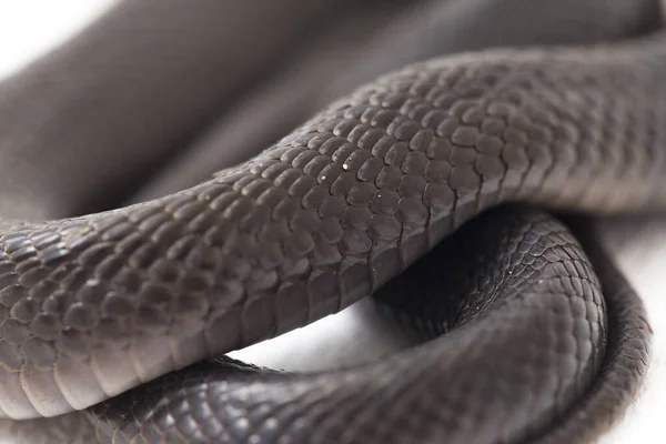 Baby Javan Spitting Cobra Naja Sputatrix Also Called Southern Indonesian — Stock Photo, Image