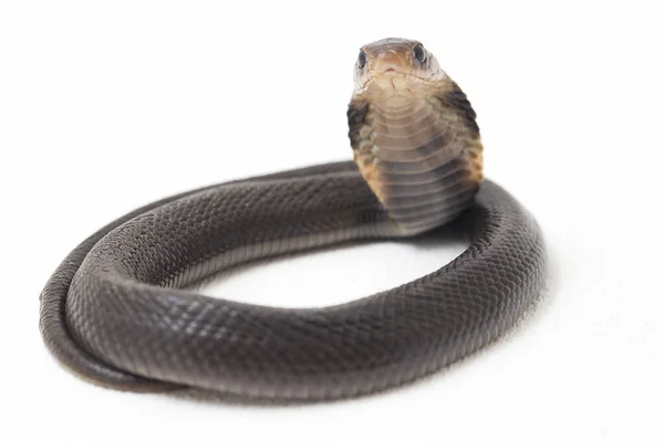 Bebê Javan Cuspir Cobra Naja Sputatrix Também Chamado Cobra Indonésia — Fotografia de Stock