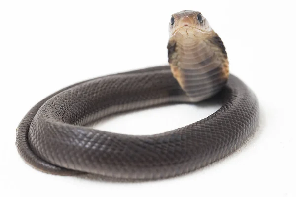 Bebê Javan Cuspir Cobra Naja Sputatrix Também Chamado Cobra Indonésia — Fotografia de Stock