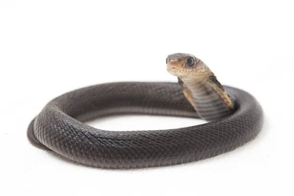 Cobra Craché Baby Javan Naja Spputatrix Est Aussi Appelé Cobra — Photo