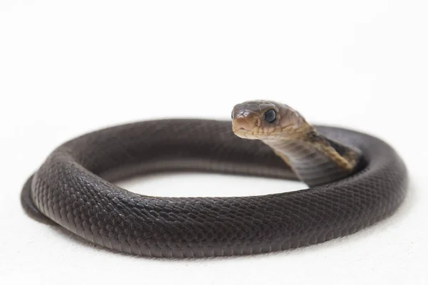 Bebê Javan Cuspir Cobra Naja Sputatrix Também Chamado Cobra Indonésia — Fotografia de Stock