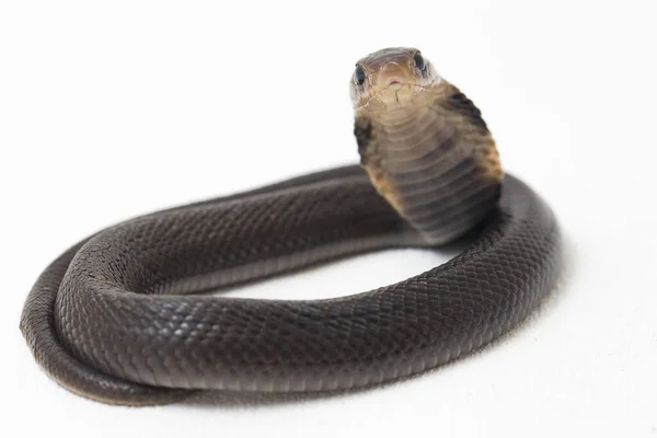 Bebê Javan Cuspir Cobra Naja Sputatrix Também Chamado Cobra Indonésia — Fotografia de Stock