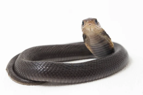 Cobra Escupiendo Bebé Javan Naja Sputatrix También Llamada Cobra Indonesia — Foto de Stock