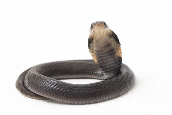 Bebê Javan Cuspir Cobra Naja Sputatrix Também Chamado Cobra Indonésia — Fotografia de Stock