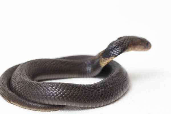 Детская яванская кобра (Naja sputatatrix) также называлась южной индонезийской коброй, или индонезийской коброй. изолированные на белом фоне
