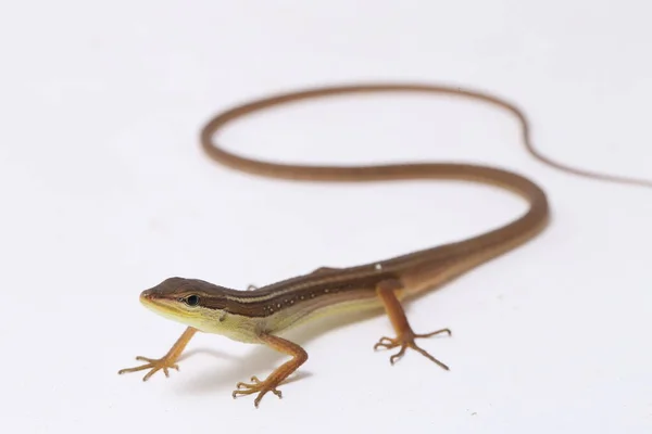 Asian Grass Lizard Six Striped Long Tailed Lizard Long Tailed — Stock Photo, Image