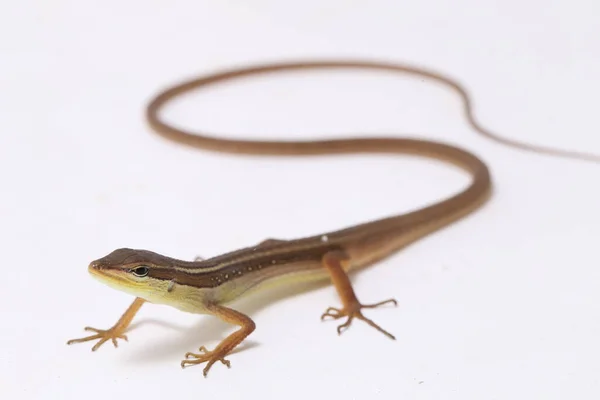 Lagarto Grama Asiática Lagarto Cauda Longa Seis Riscas Lagarto Grama — Fotografia de Stock