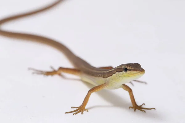 Lagarto Hierba Asiática Lagarto Cola Larga Seis Rayas Lagarto Hierba — Foto de Stock