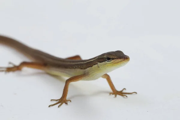 Asian Grass Lizard Six Striped Long Tailed Lizard Long Tailed — Stock Photo, Image