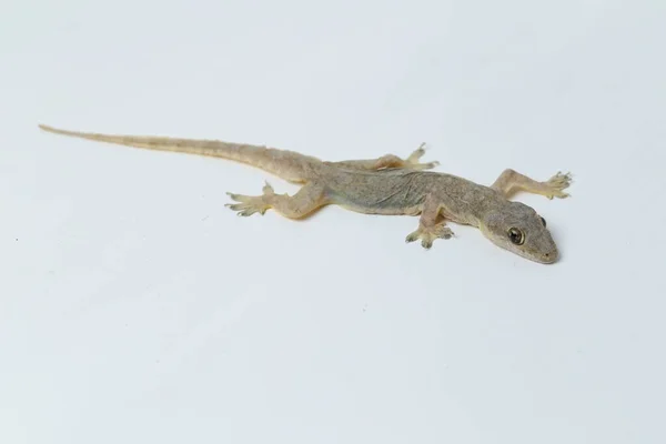 Jaszczurka Domowa Azjatycka Hemidactylus Lub Gekon Zwyczajny Izolowany Białym Tle — Zdjęcie stockowe