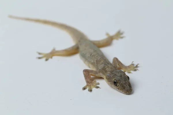 Aziatische Huishagedis Hemidactylus Gewone Gekko Geïsoleerd Witte Achtergrond — Stockfoto