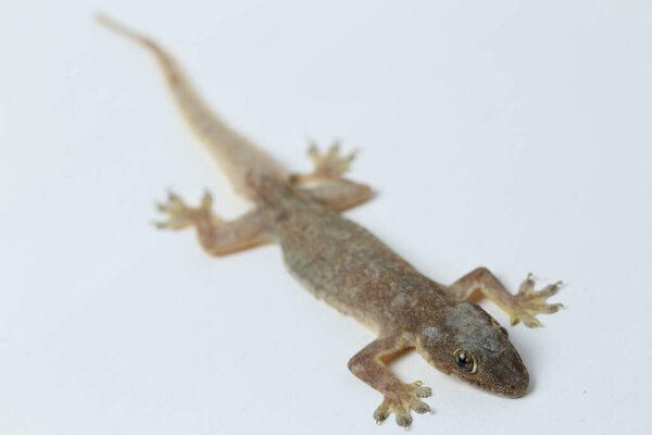 Ящерица азиатского дома (hemidactylus) или обычный геккон на белом фоне
