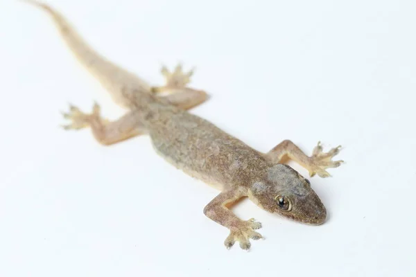 Lagarto Asiático Casa Hemidactylus Gecko Comum Isolado Fundo Branco — Fotografia de Stock