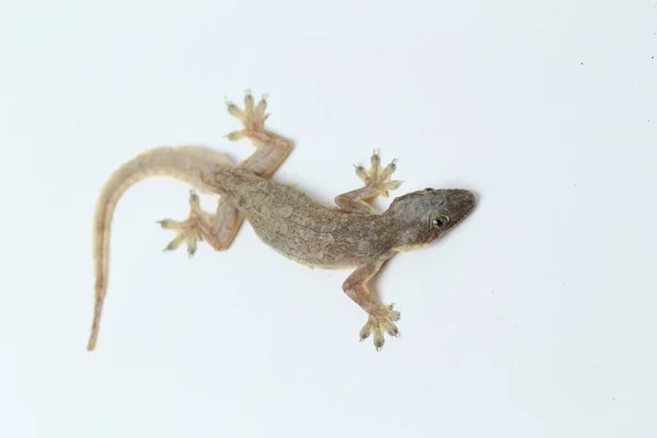 Beyaz Arkaplanda Izole Asyalı Kertenkelesi Hemidactylus Veya Genel Kertenkele — Stok fotoğraf