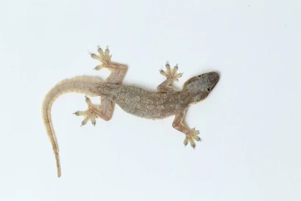 Lucertola Della Casa Asiatica Hemidactylus Geco Comune Isolato Sfondo Bianco — Foto Stock