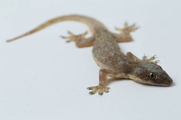 Ящерица азиатского дома (hemidactylus) или обычный геккон на белом фоне
