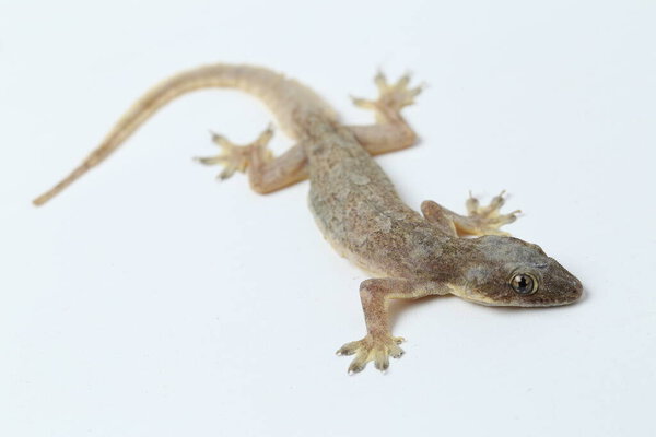 Ящерица азиатского дома (hemidactylus) или обычный геккон на белом фоне
