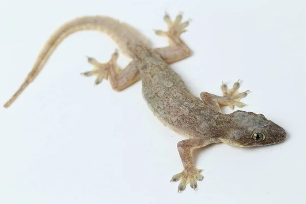 Asijské Dům Ještěrka Hemidactylus Nebo Společné Gekona Izolované Bílém Pozadí — Stock fotografie