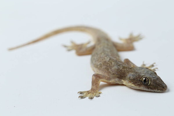 Ящерица азиатского дома (hemidactylus) или обычный геккон на белом фоне
