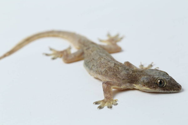 Ящерица азиатского дома (hemidactylus) или обычный геккон на белом фоне
