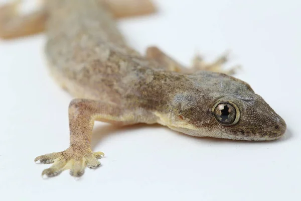 Lézard Domestique Asiatique Hemidactylus Gecko Commun Isolé Sur Fond Blanc — Photo