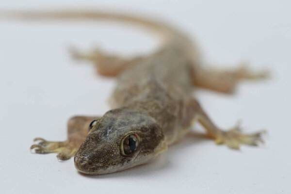 Asian House lizard (hemidactylus) or common gecko isolated on white background