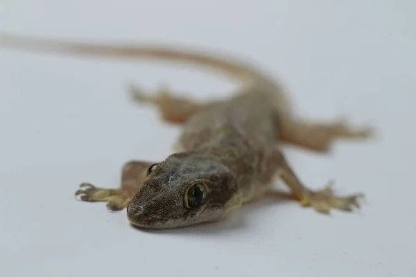 Asian House Ödla Hemidaktylus Eller Vanliga Gecko Isolerad Vit Bakgrund — Stockfoto